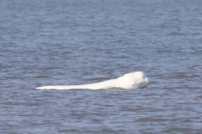Zeldzame beloega voor de kust