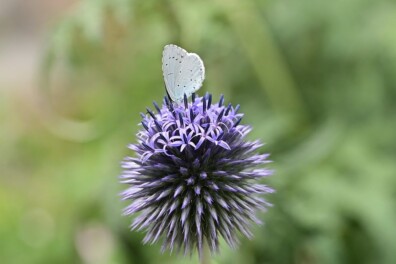 Natuurshot van de Week: boomblauwtje