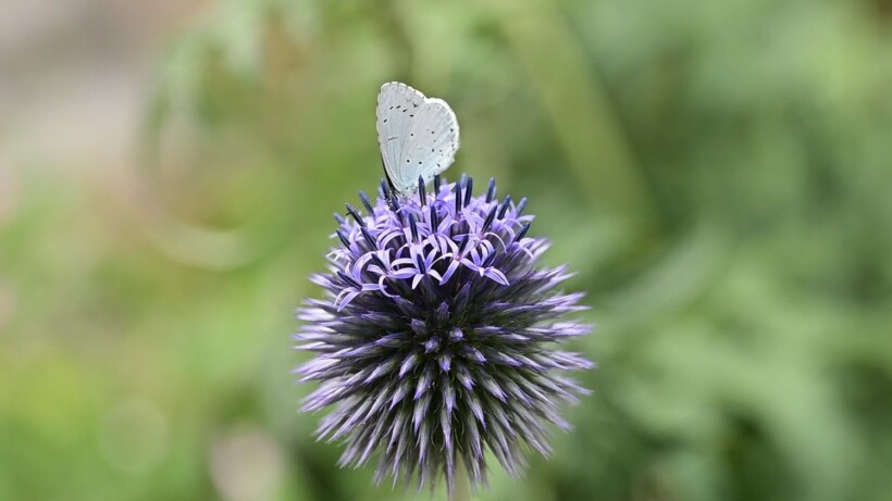 Natuurshot van de Week: boomblauwtje