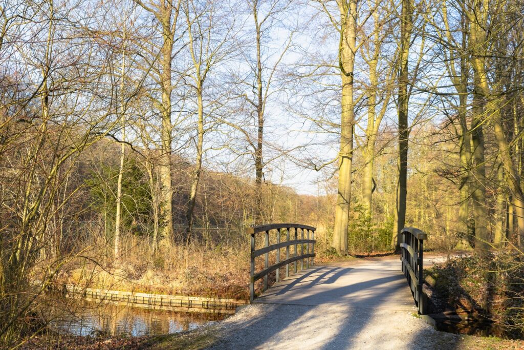 Brug in Haagse Bos
