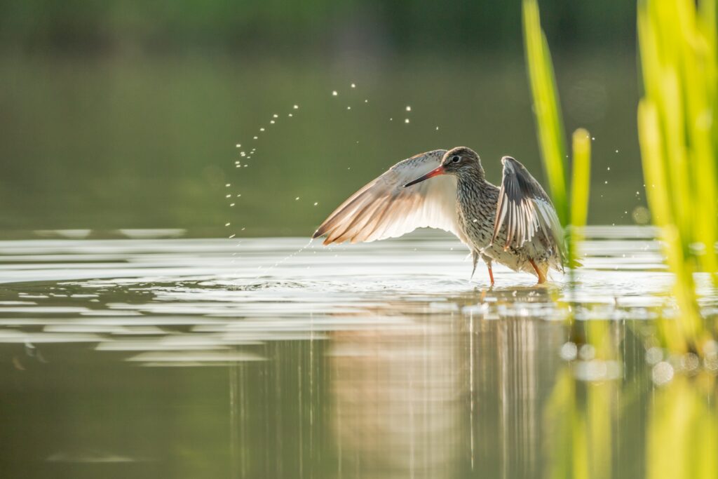 tureluur natuurfoto-series