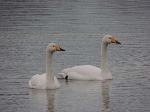 Op zoek naar wilde zwanen