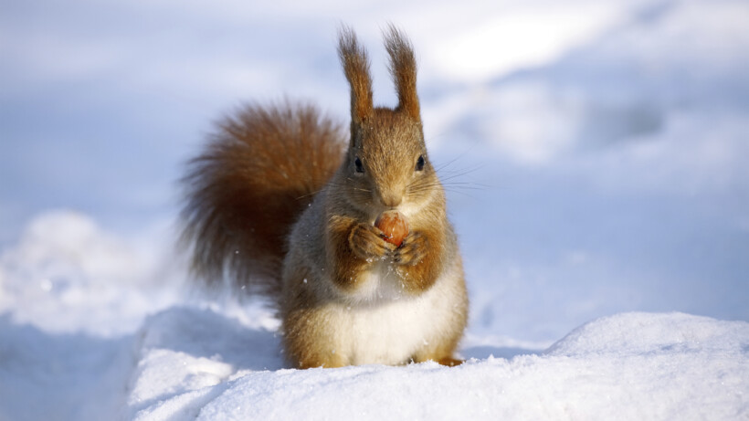 Diersporen in de sneeuw