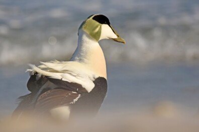 Eider: extreme eend