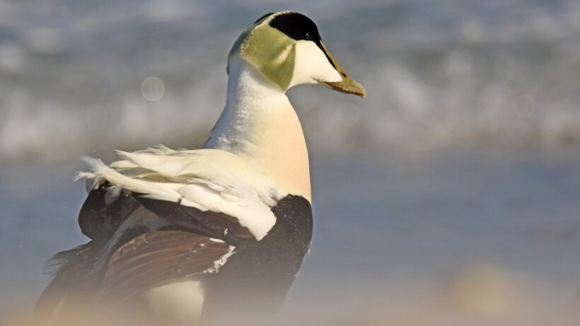 Eider: extreme eend