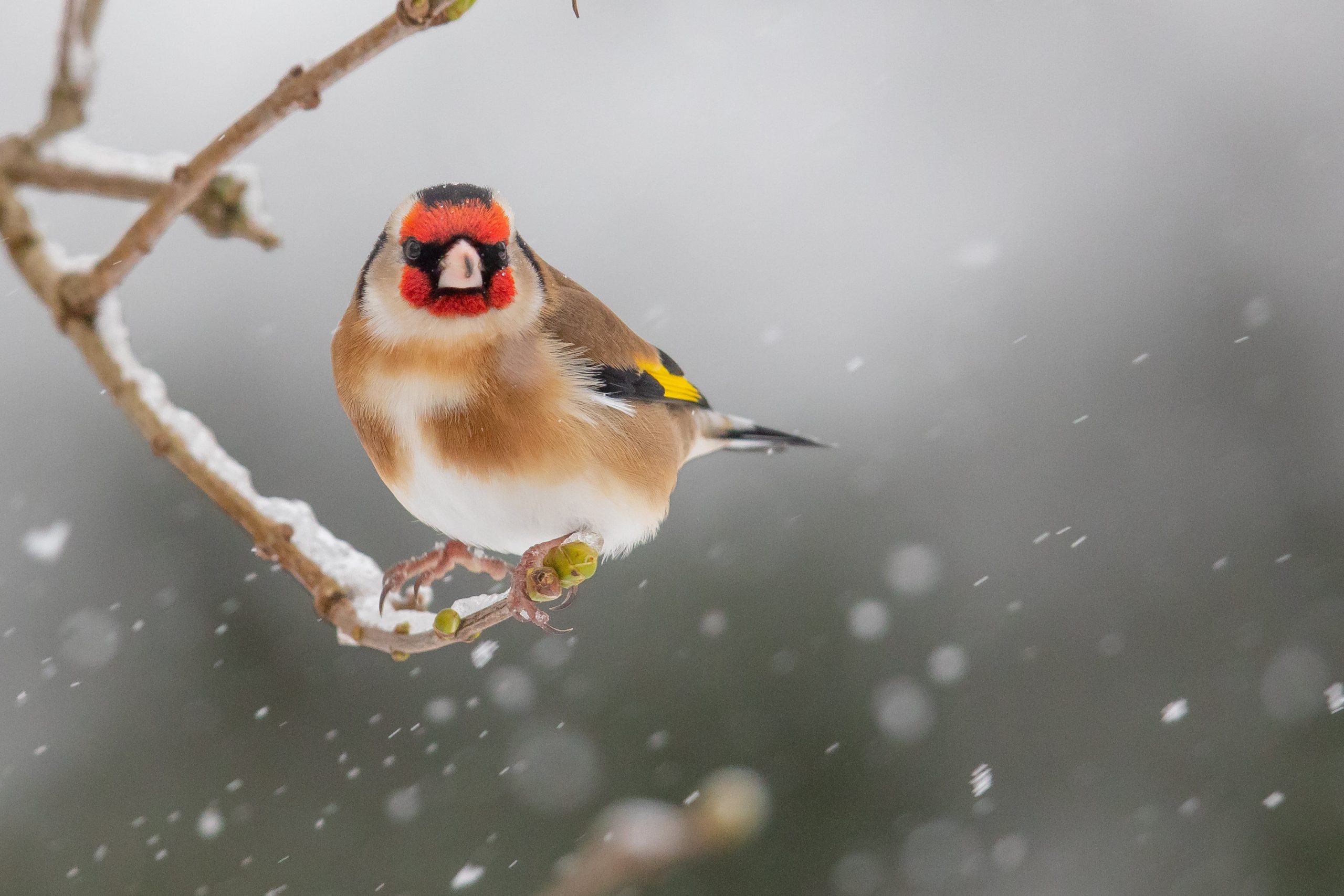 de wintervink tuinvogel