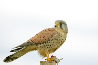 Biddende torenvalk (video)