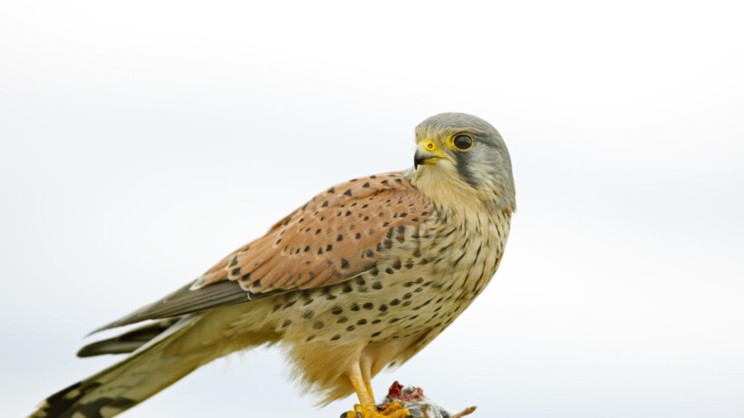 Biddende torenvalk (video)