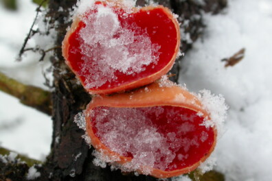 Kelkzwam: rode spetter in de sneeuw