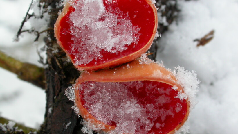 Kelkzwam: rode spetter in de sneeuw