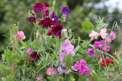 Lathyrus zaaien én voorzaaien: zo doe je dat