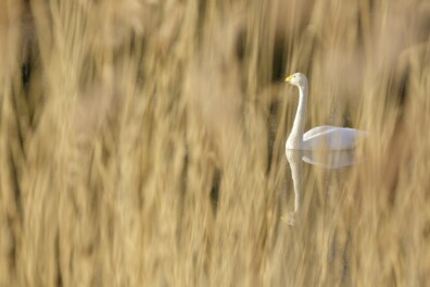 Nu te zien en te horen: de wilde zwaan