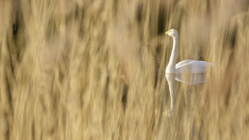 Nu te zien en te horen: de wilde zwaan