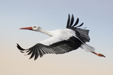 Tel je mee? Wintertelling ooievaars: 17 en 18 januari 2026