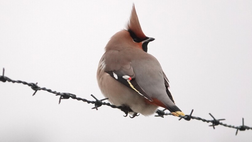 Nu te zien: parmantige pestvogels