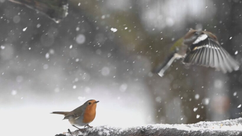 Natuurshot van de Week: roodborst in sneeuw