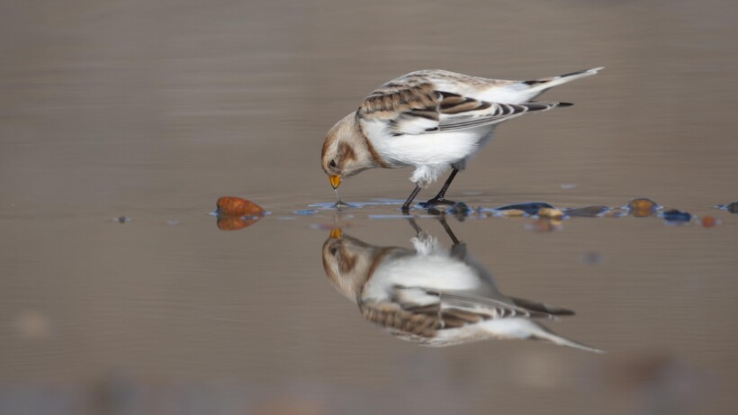 Sneeuwgors: innemende wintergast