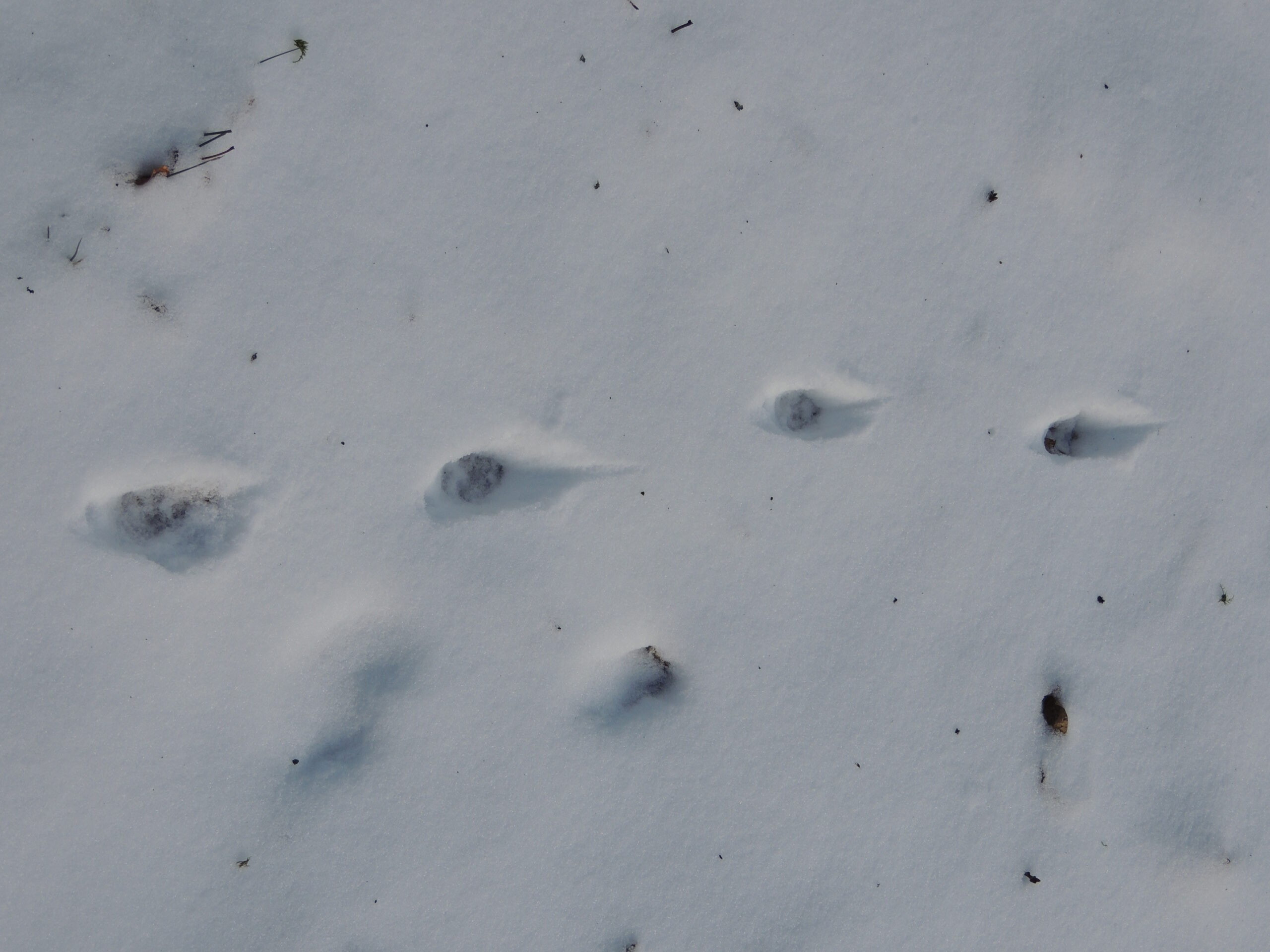 Diersporen in de sneeuw