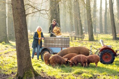 Tamworth als bierbostelvarken