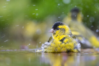 De 10 mooiste foto’s van tuinvogels