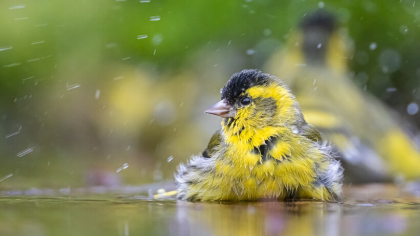 De 10 mooiste foto’s van tuinvogels