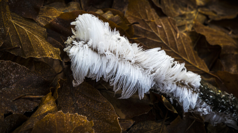 Lichte vorst, dus er is kans op ijshaar!