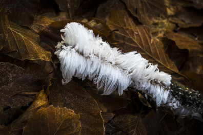Lichte vorst, dus er is kans op ijshaar!