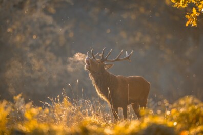 De 10 mooiste beelden van reeën en herten