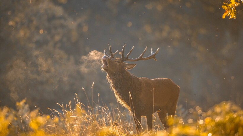 De 10 mooiste beelden van reeën en herten