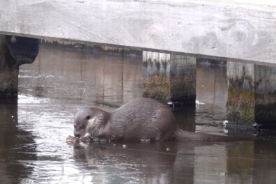 Otter eet rustig een visje op het ijs