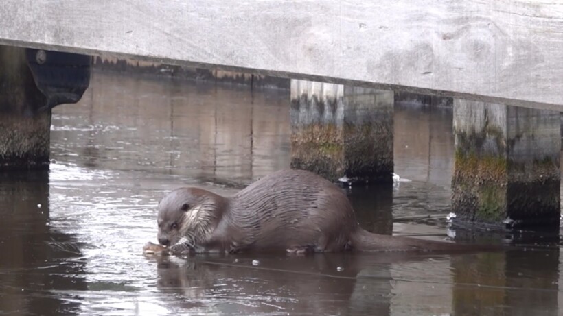 Otter eet rustig een visje op het ijs