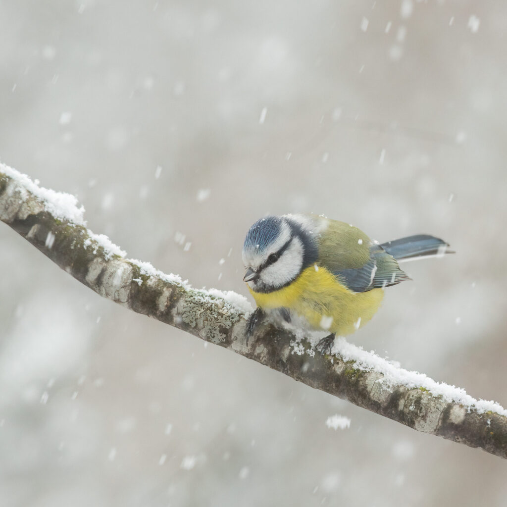 pimpelmees in sneeuw natuurfoto-series