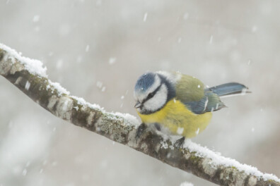 Dit waren de populairste natuurfoto-series van 2025