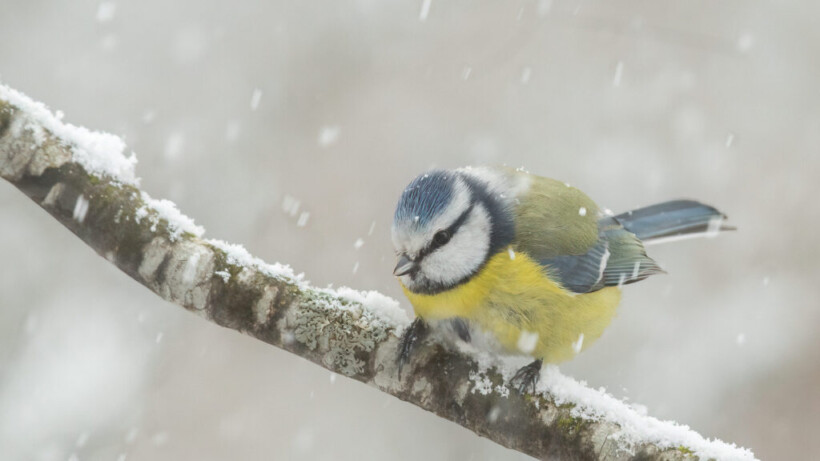 Dit waren de populairste natuurfoto-series van 2025