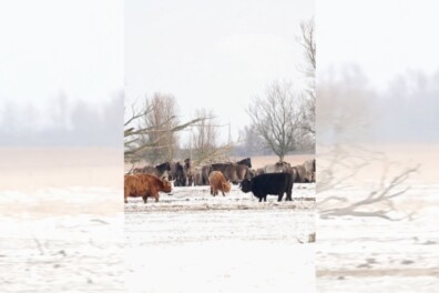 Nederlandse savanne in de winter