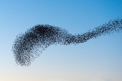 Spreeuwenzwerm (video)