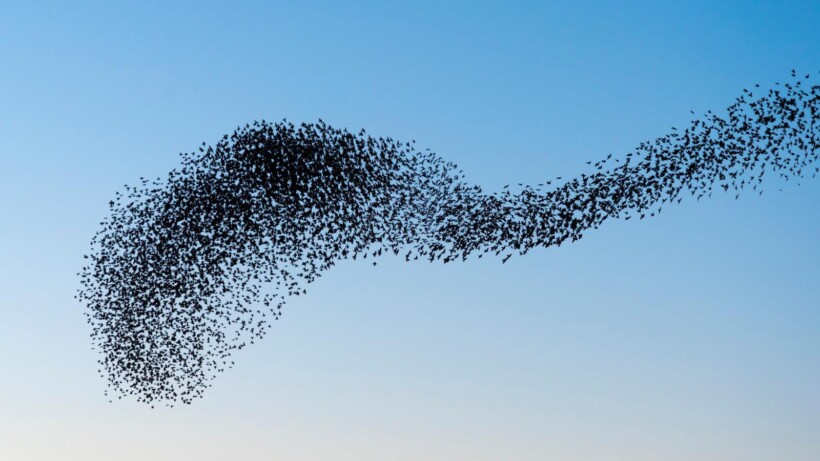 Spreeuwenzwerm (video)