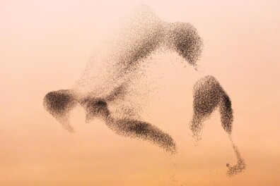 Spreeuwendans: elke avond een luchtballet