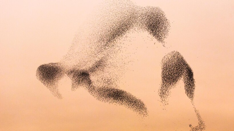 Spreeuwendans: elke avond een luchtballet