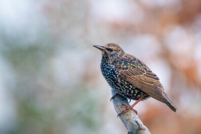 Spreeuw laat zijn imitaties horen