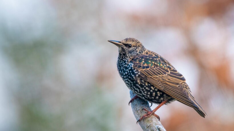 Spreeuw laat zijn imitaties horen