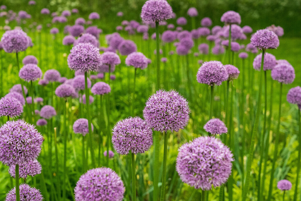 Paarse sierui, allium