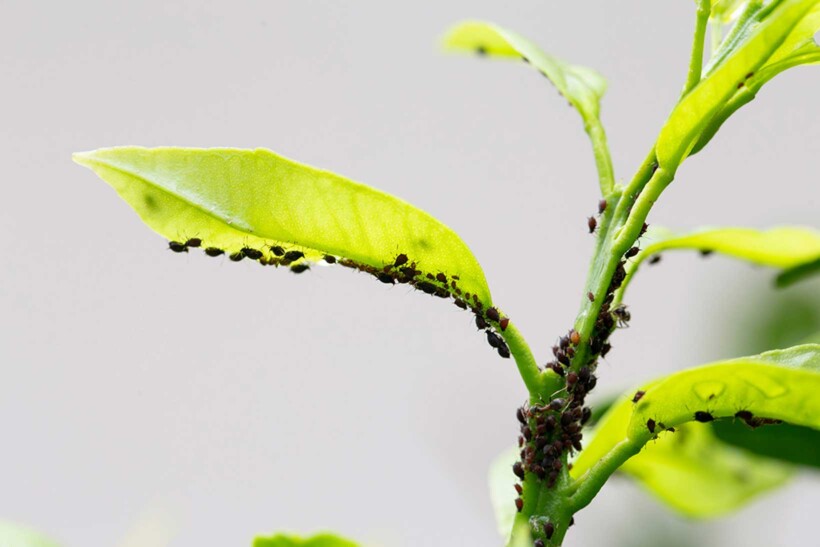 Bladluizen in de tuin: zó kom je ervan af