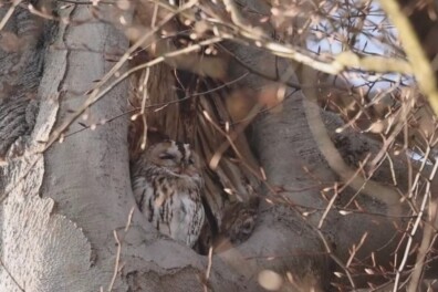 Bosuil zit verstopt tussen beukentakken