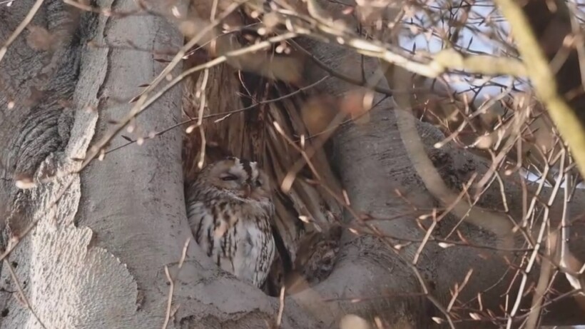 Bosuil zit verstopt tussen beukentakken