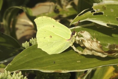 Eerste voorjaarsvlinders te zien