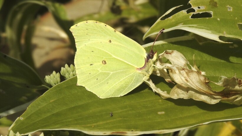 Eerste voorjaarsvlinders te zien