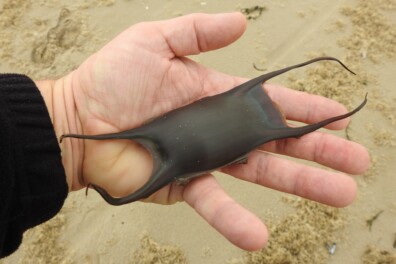 Bijzondere eikapsels op het strand