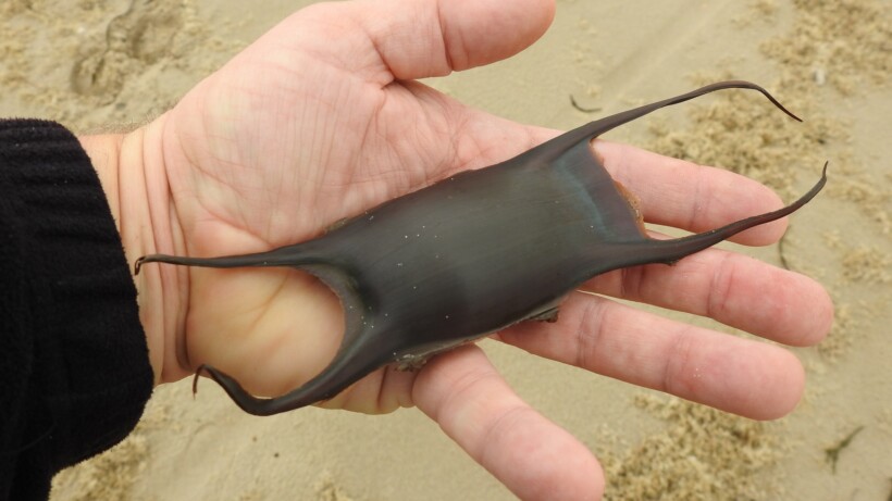 Bijzondere eikapsels op het strand