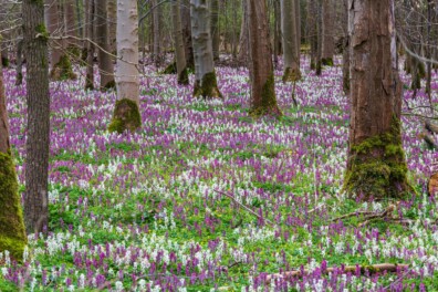 2x hotspots van de holwortel